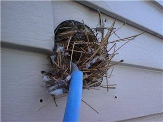 birds nest in dryer vent