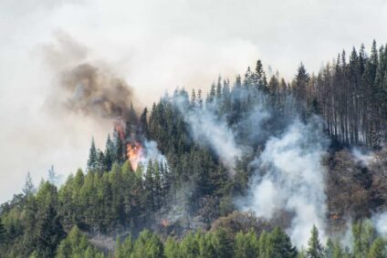 smoke raises from a wildfire in a forest of pine trees